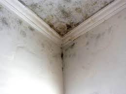 Asbestos and Lead Testing During Mold Inspection